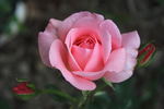 Gisella ® rose photo