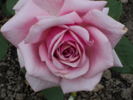 E. Pemberton Barnes rose photo