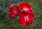 Hanini rose photo