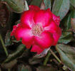 Glamour Girl rose photo