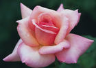 Elmhurst rose photo