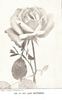 Lady Battersea rose photo