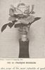 François Michelon rose photo