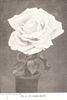 Bessie Brown rose photo