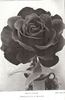 Horace Vernet rose photo
