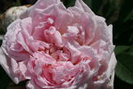Madame Ballu rose photo