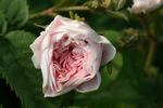 Madame Ballu rose photo