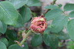 Madame Ballu rose photo