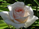 Prairie Star rose photo