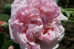 Madame Ballu rose photo
