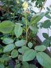 Gurzuf rose photo