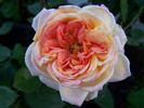 Gurzuf rose photo
