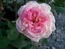 Gurzuf rose photo