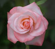 Johnny Becnel rose photo