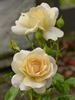 Hermann-Hesse-Rose rose photo