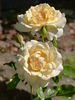 Hermann-Hesse-Rose rose photo