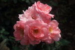 Gisella ® rose photo