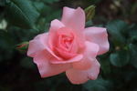 Gisella ® rose photo