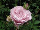Oiseau Bleu rose photo