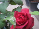 Kentucky Derby rose photo