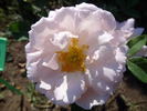 Anna Scharsach rose photo