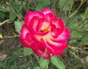 Donna Darlin' rose photo