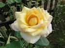 Golden Opportunity rose photo