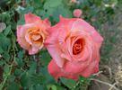 Pensioner's Voice rose photo