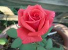 Rosalynn Carter rose photo
