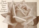 David O. Dodd rose photo