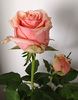 Toscanini rose photo