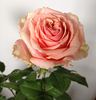 Toscanini rose photo