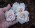 Hettie rose photo