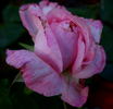 Nikitskaja rosowaja rose photo