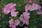 Lavender Spoon rose photo
