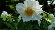 Early Windflower peony photo