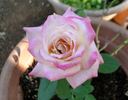 Apéritif rose photo