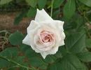 Swan Lake rose photo