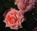 Jasnaja Poljana rose photo