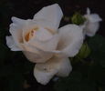 Belyj Zhemchug rose photo