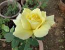 Golden Girl rose photo