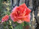 Solitude ™ rose photo