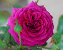 Tower Bridge rose photo