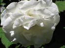 Crystalline ™ rose photo
