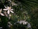 <i>C. armandii</i> Franchet clematis photo