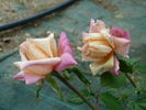 Queen Mab rose photo
