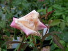 Queen Mab rose photo