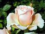 Pêche Meillandina rose photo