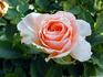 Pêche Meillandina rose photo