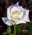 White Swan rose photo
